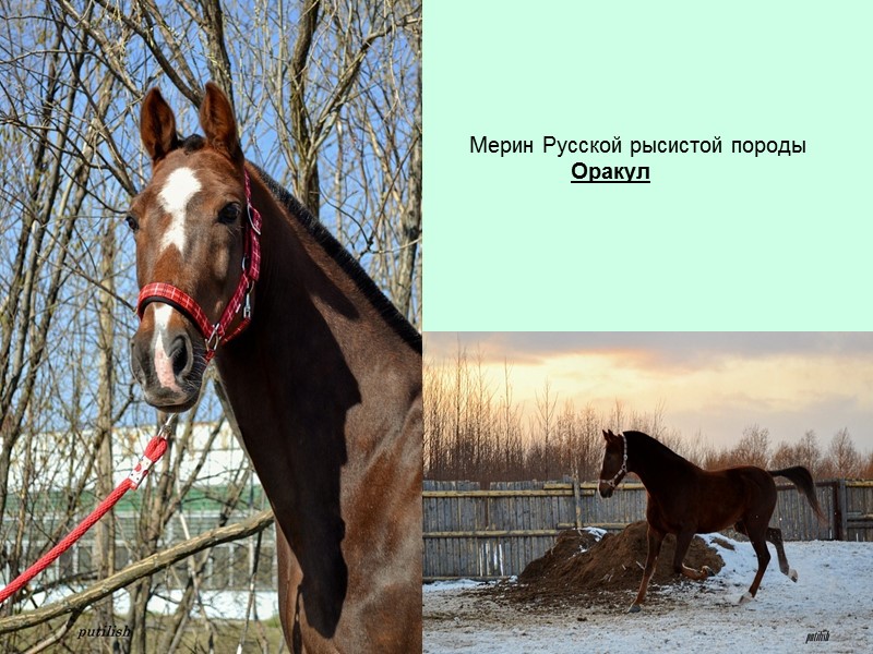 Мерин Русской рысистой породы Оракул